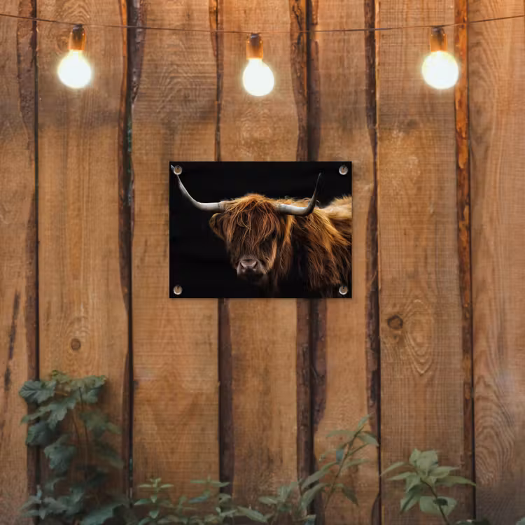 Tuinposter - Hooglander tegen Zwarte Achtergrond — 2