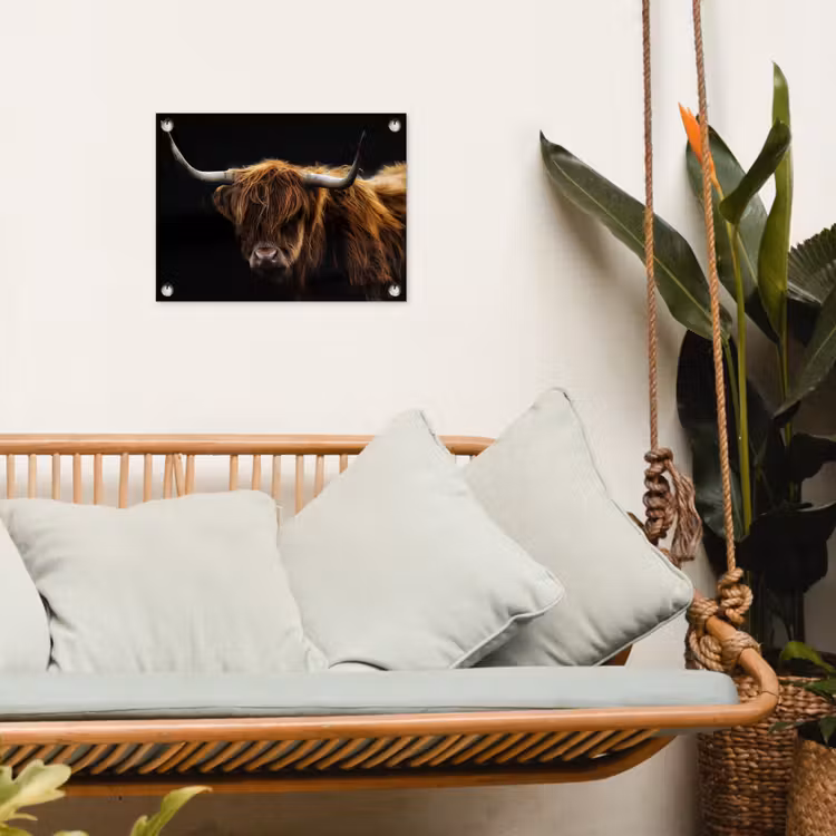 Tuinposter - Hooglander tegen Zwarte Achtergrond — 5