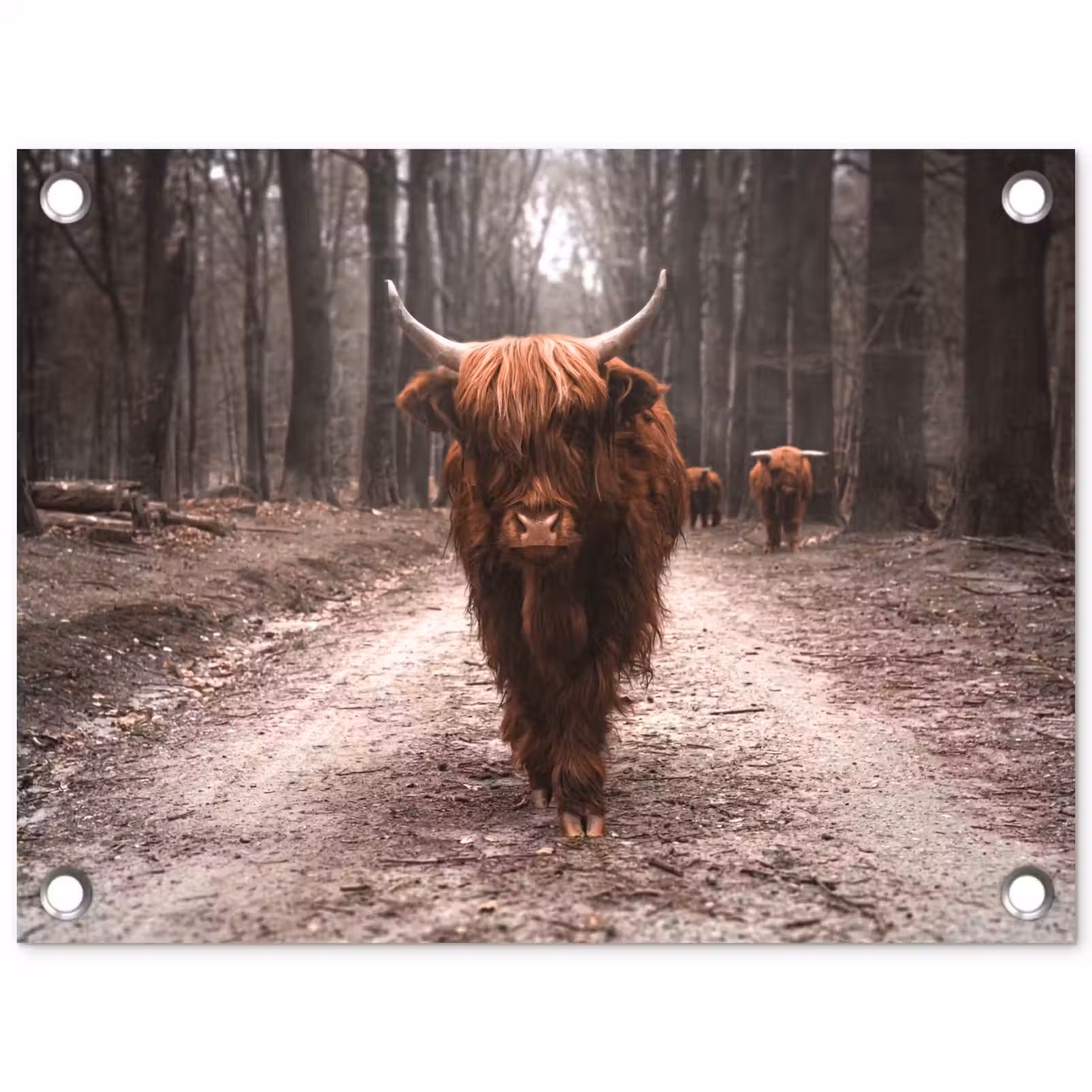 Tuinposter - Hooglander in het Bos — 1