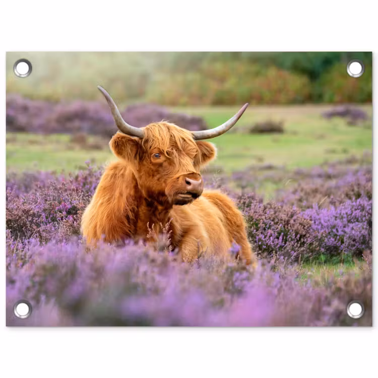 Tuinposter - Hooglander in de Heide — 1