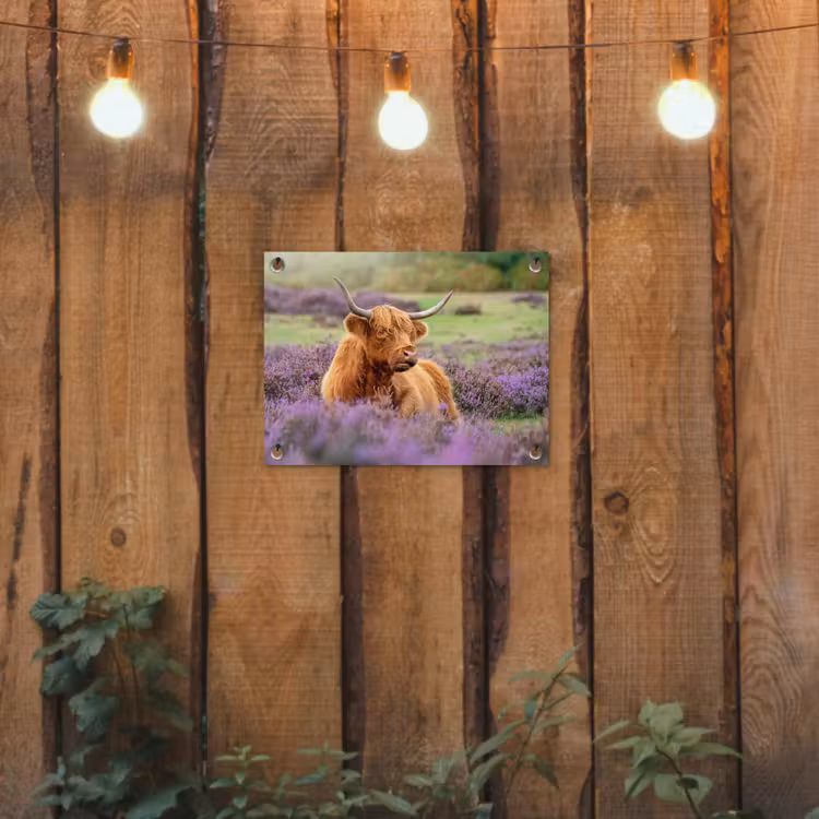 Tuinposter - Hooglander in de Heide — 2