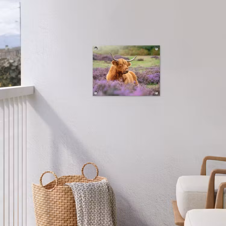 Tuinposter - Hooglander in de Heide — 3