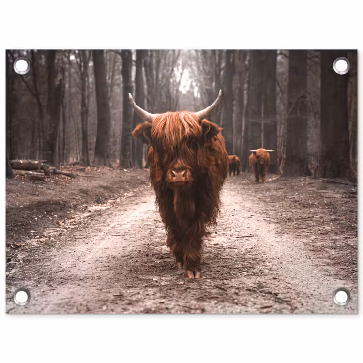 Tuinposter - Hooglander in het Bos — 1