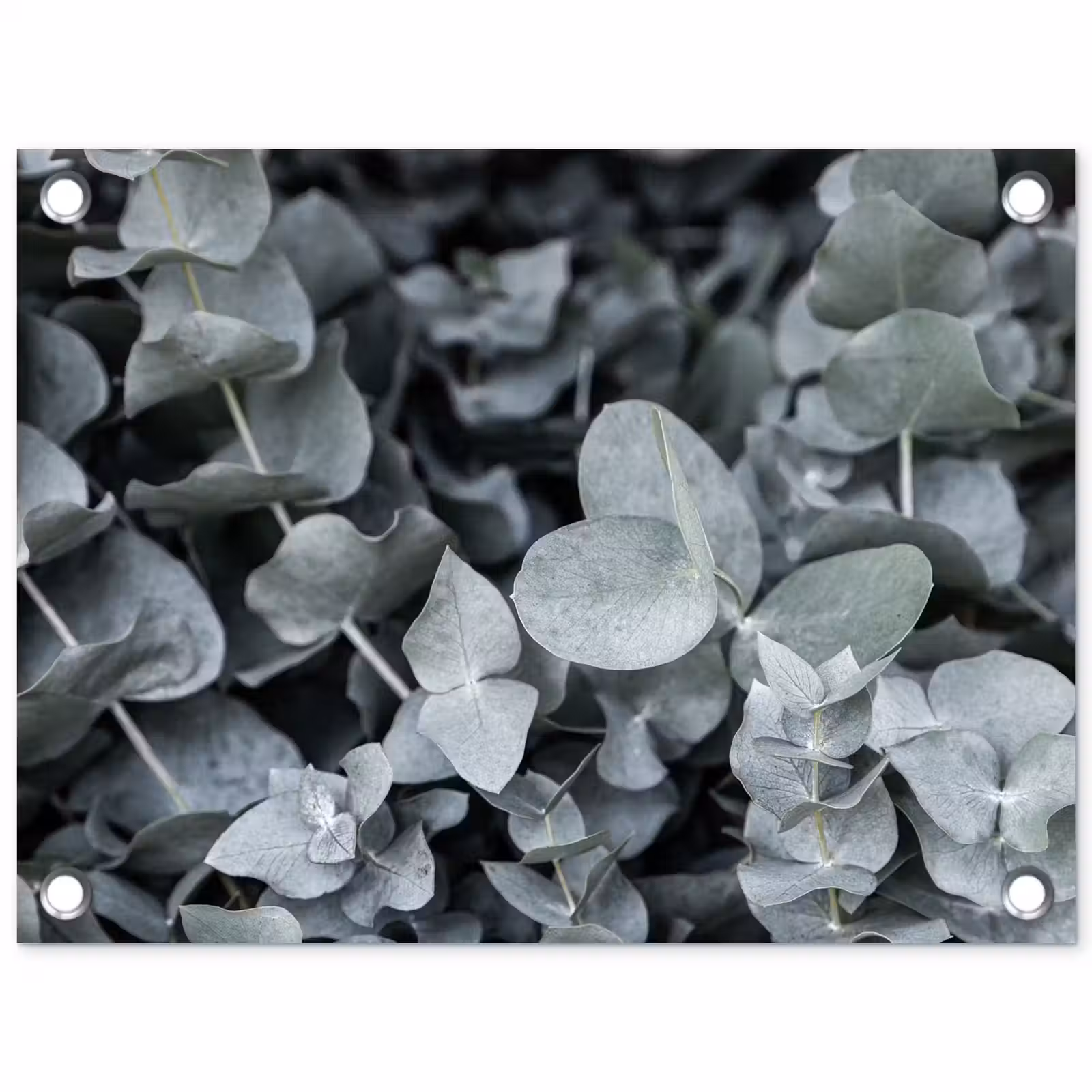 Tuinposter - Natuur - Planten - Eucalyptus - Bladeren — 1