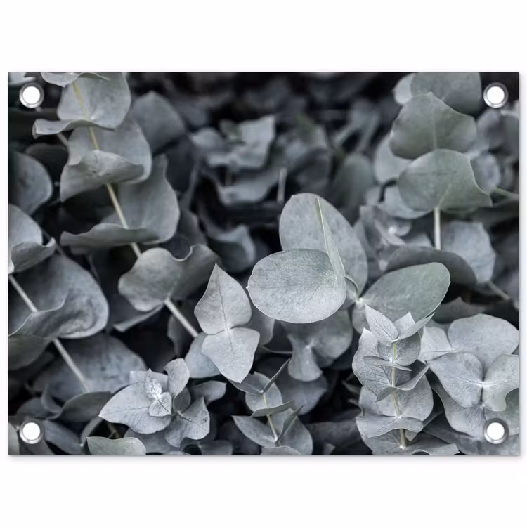 Tuinposter - Natuur - Planten - Eucalyptus - Bladeren — 1