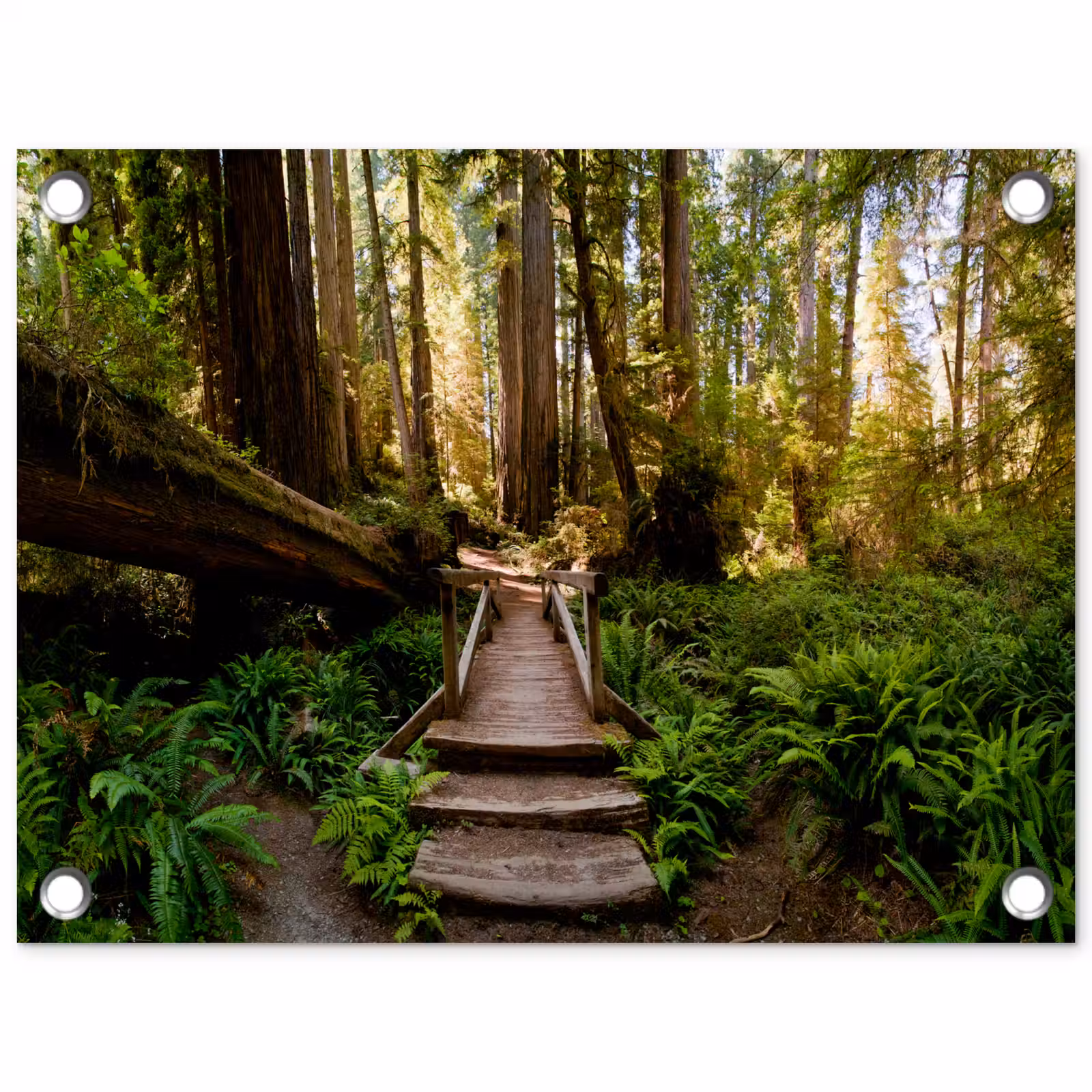 Tuinposter - Jungle - Natuur - Trap - Bomen — 1