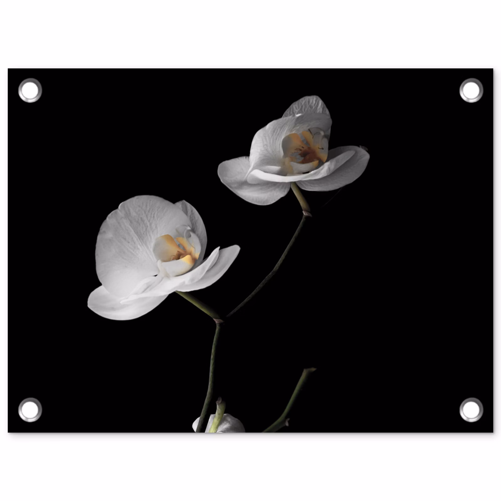 Tuinposter - Orchidee - Bloemen - Zwart - Wit - Stilleven — 1