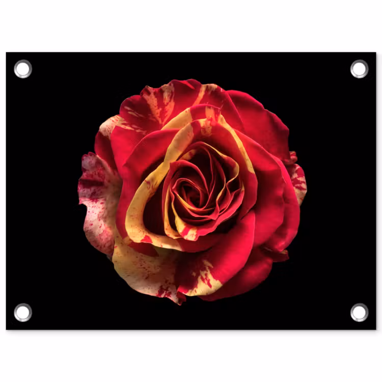 Tuinposter - Bloem - Roos - Rood - Zwart — 1
