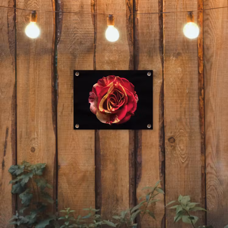 Tuinposter - Bloem - Roos - Rood - Zwart — 2