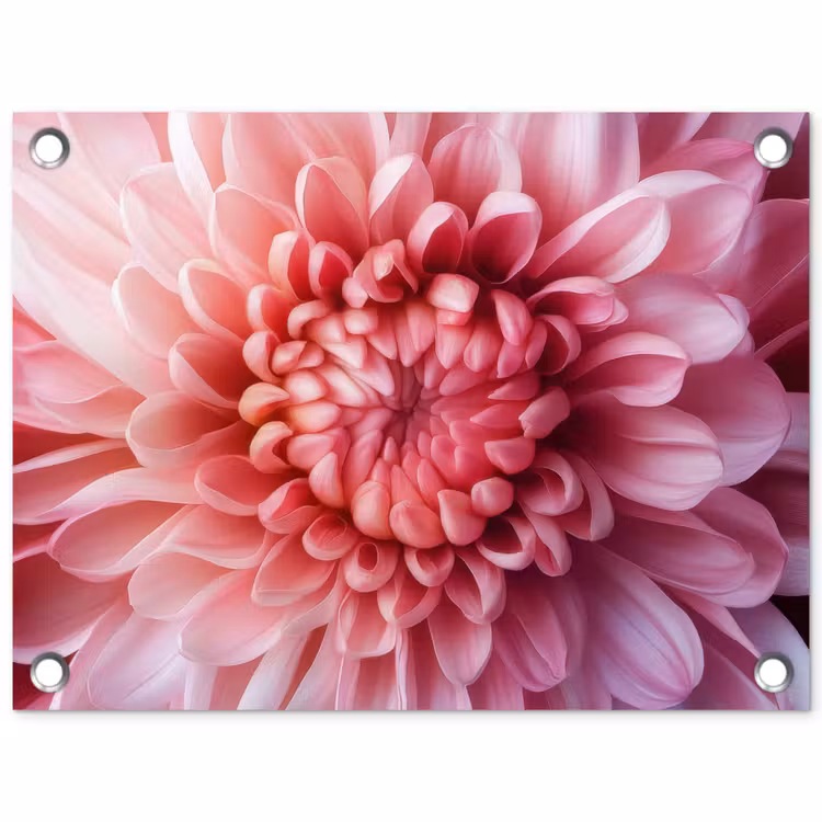 Tuinposter - Dahlia - Bloem - Close up - Roze — 1