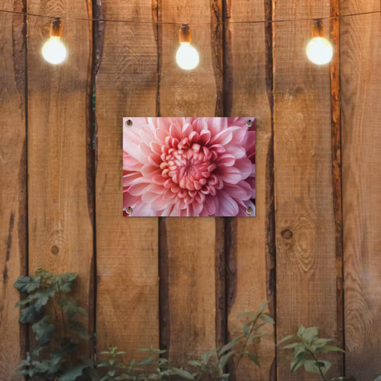 Tuinposter - Dahlia - Bloem - Close up - Roze — 2