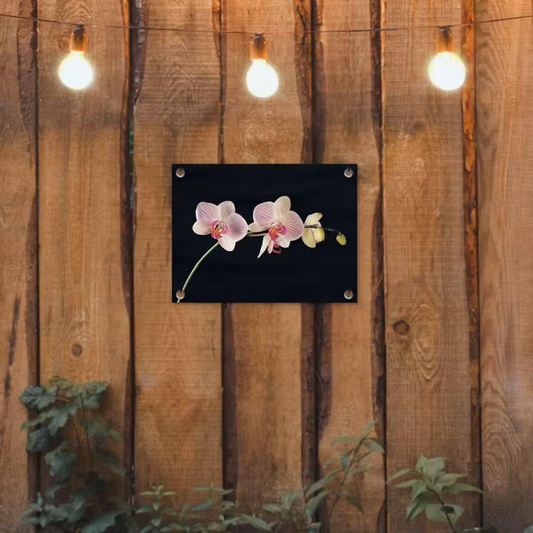 Tuinposter - Orchidee - Bloemen - Zwart - Roze - Knoppen — 2