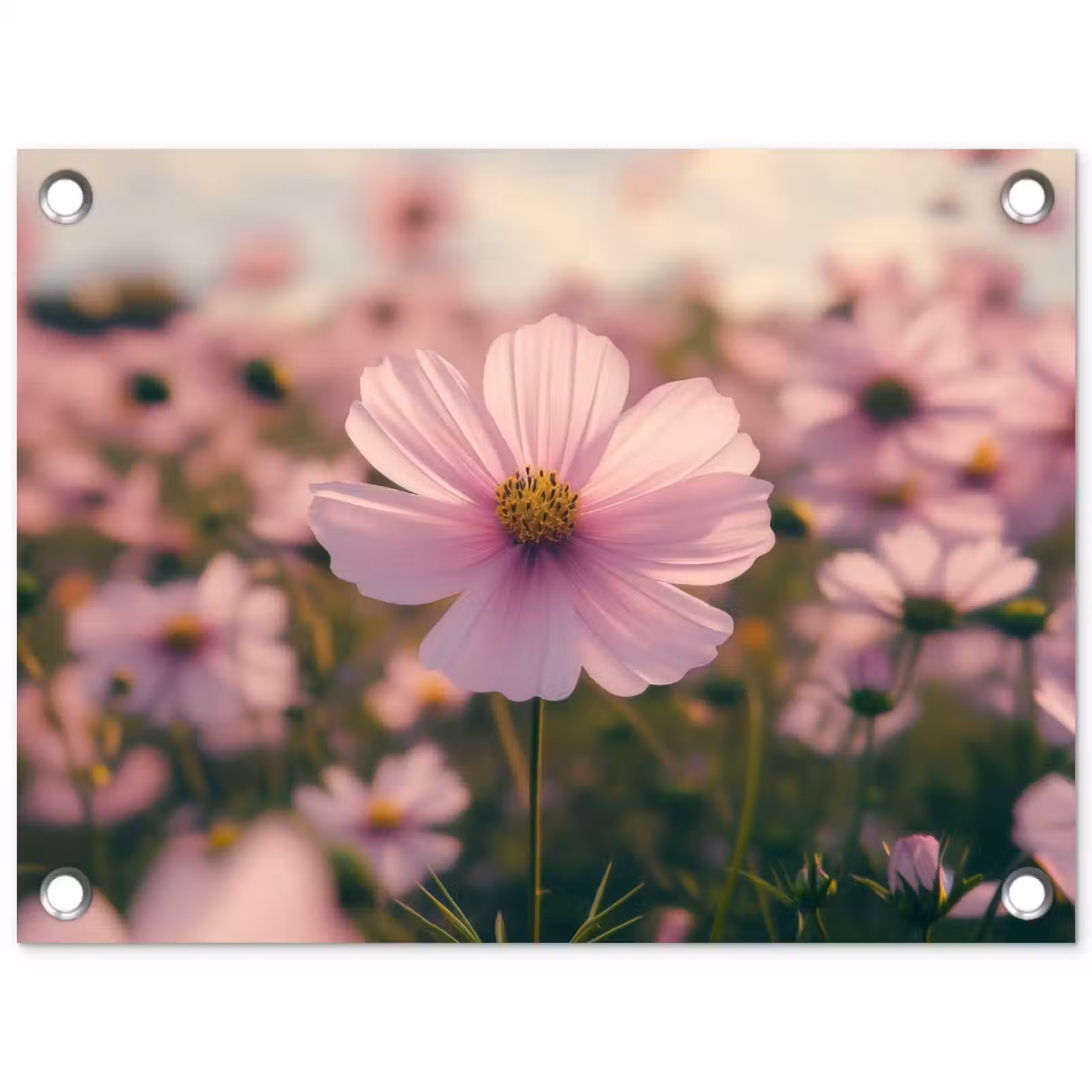 Tuinposter - Bloemen - Paars - Wazig — 1