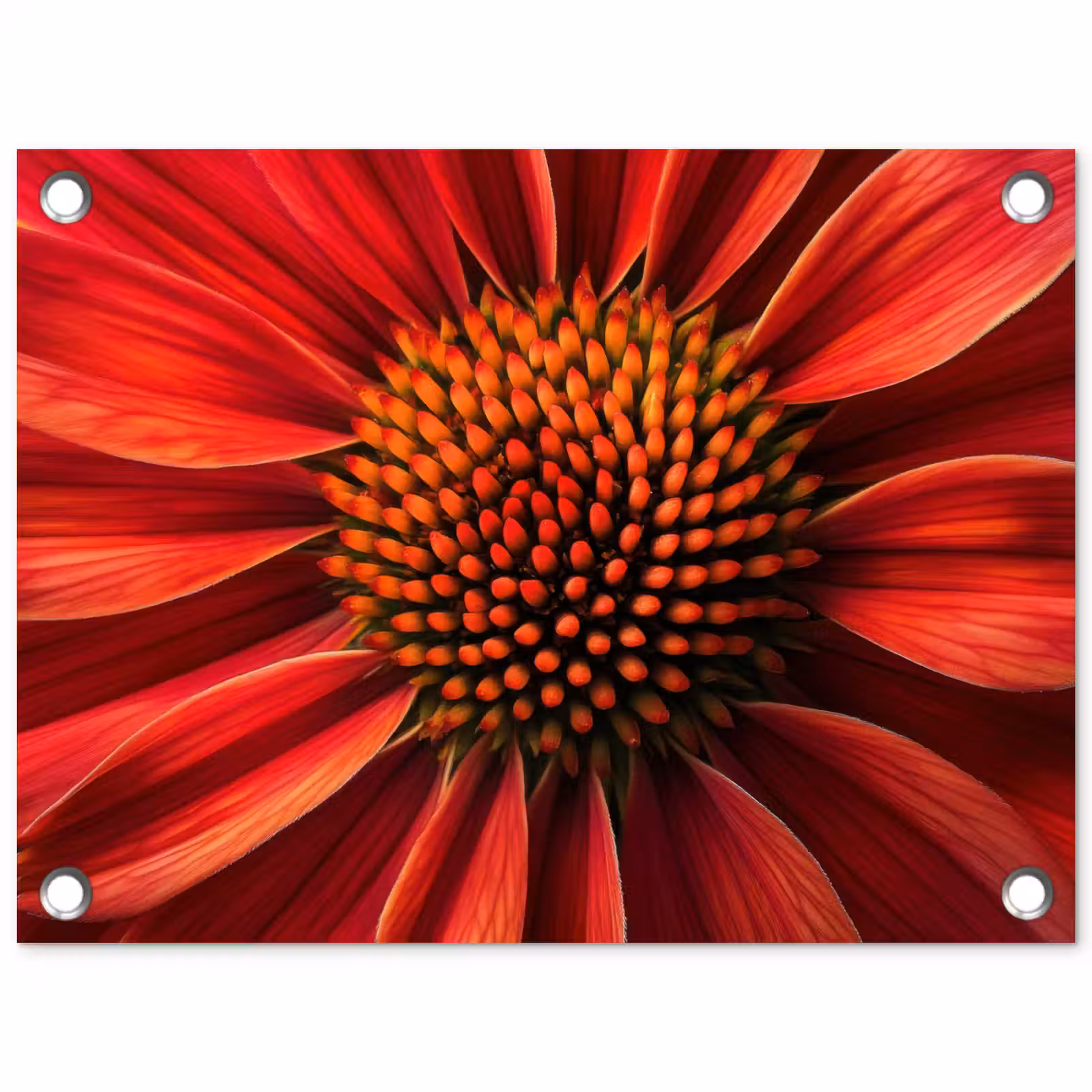 Tuinposter - Close up - Bloem- Rood — 1