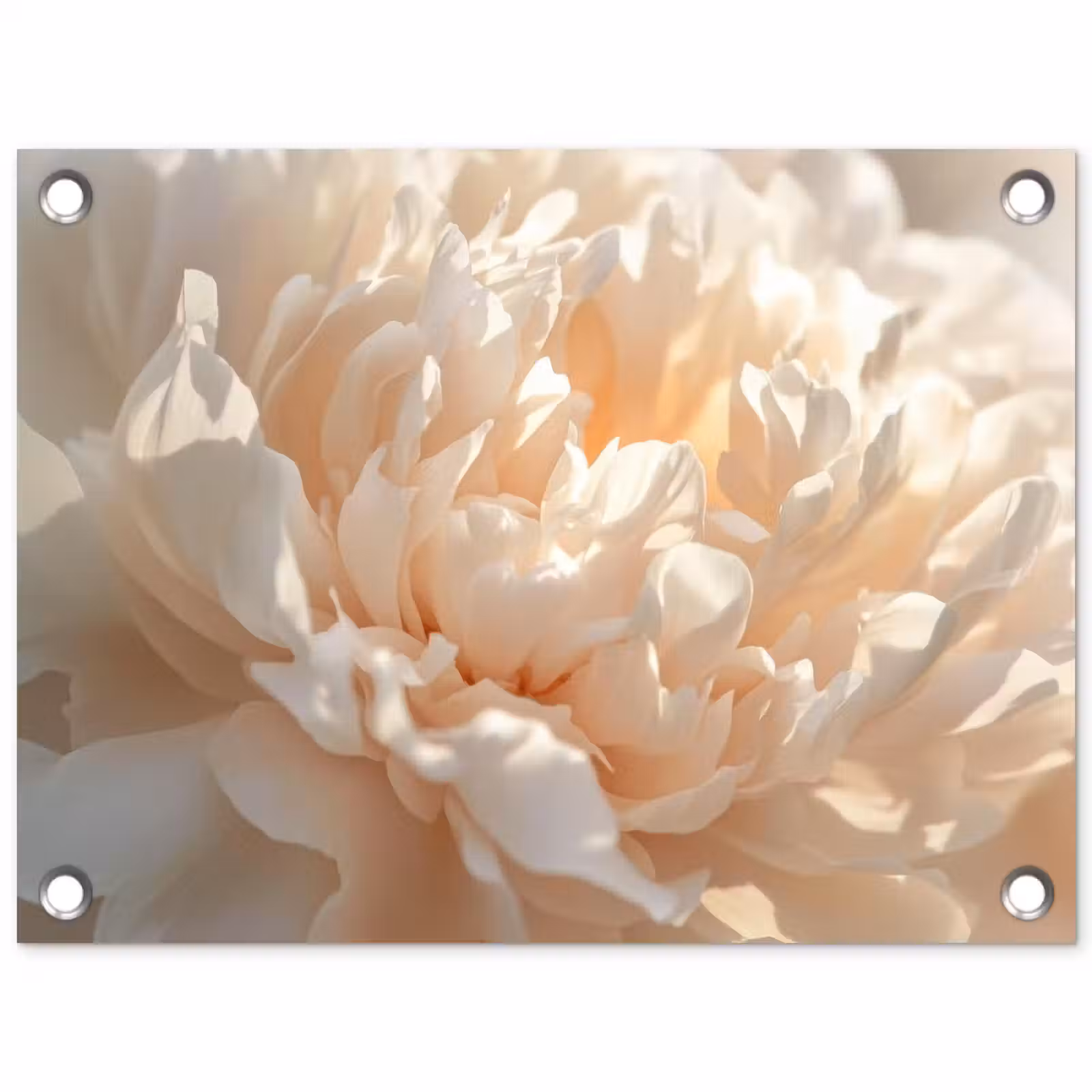 Tuinposter - Close up - Pioenroos - Lichtroze — 1