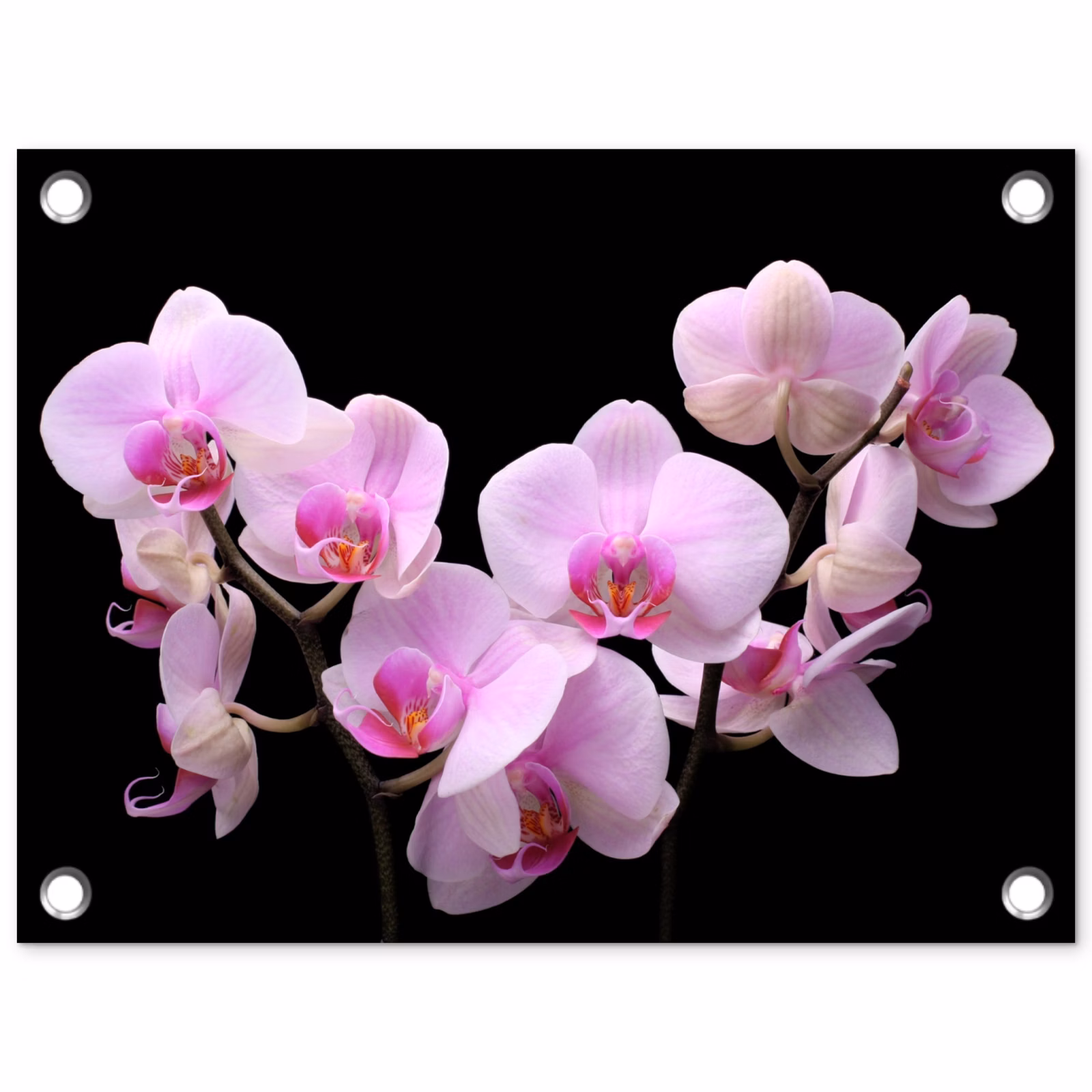 Tuinposter - Orchidee - Bloemen - Roze - Flora — 1