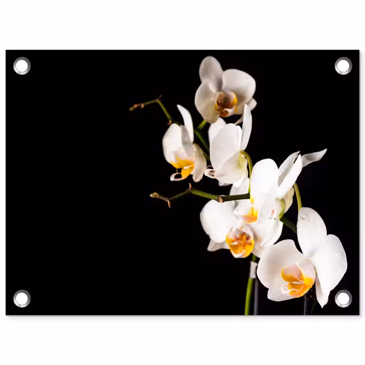 Tuinposter - Orchidee - Bloemen - Planten - Botanisch — 1