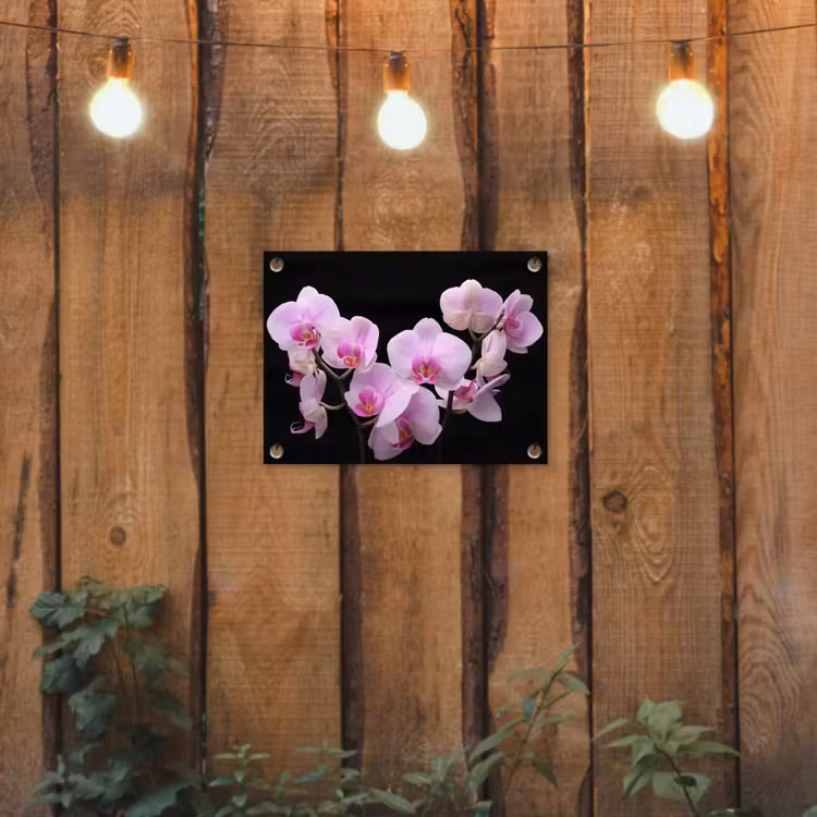 Tuinposter - Orchidee - Bloemen - Roze - Flora — 2
