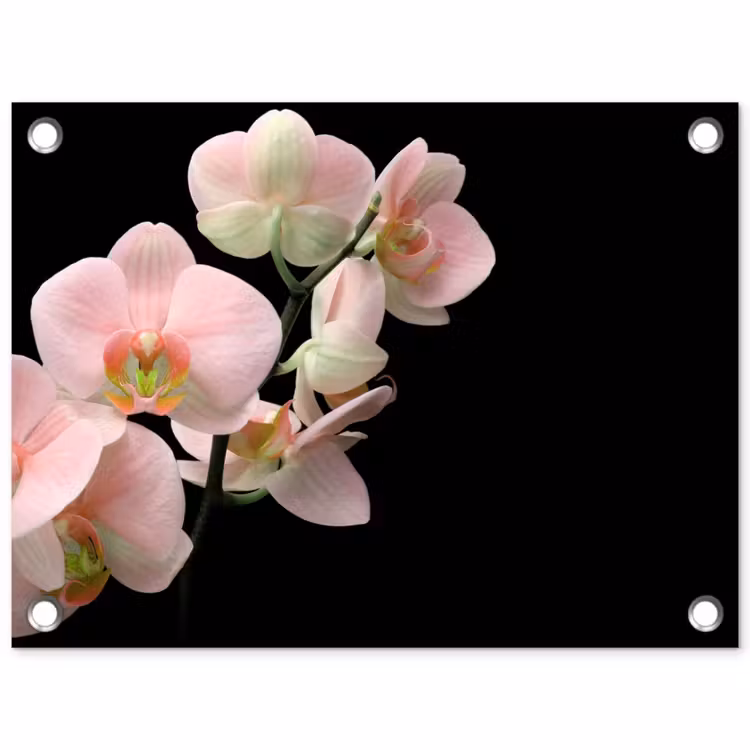 Tuinposter - Orchidee - Bloemen - Roze - Stilleven - Flora — 1