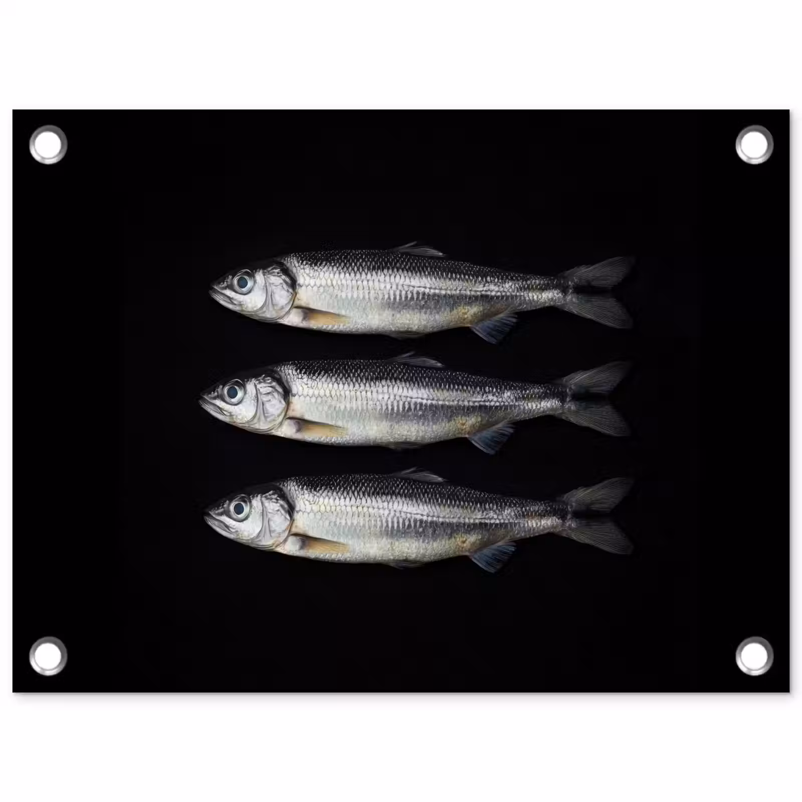 Tuinposter - Haring - Vissen - Zwart — 1