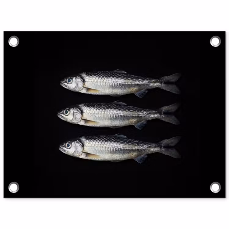 Tuinposter - Haring - Vissen - Zwart — 1