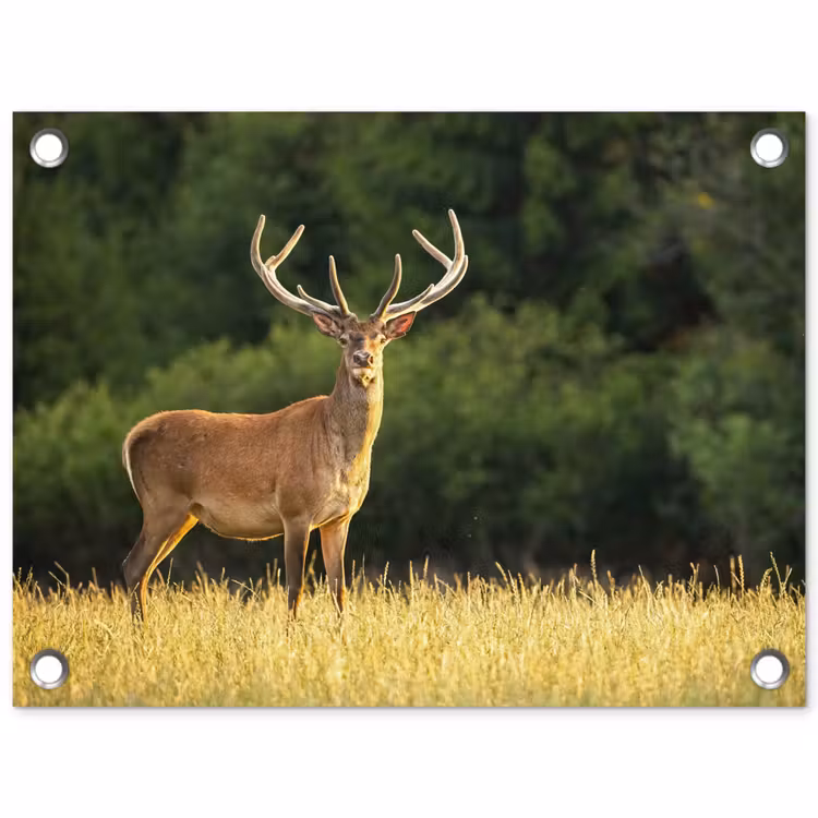 Tuinposter - Hert - Gewei - Gras - Natuur - Dieren - Groen — 1