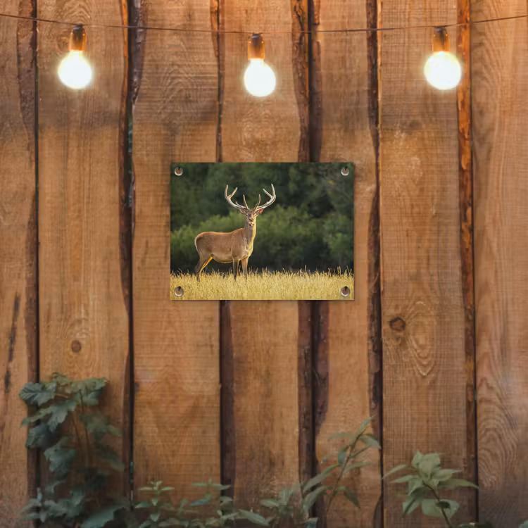 Tuinposter - Hert - Gewei - Gras - Natuur - Dieren - Groen — 2