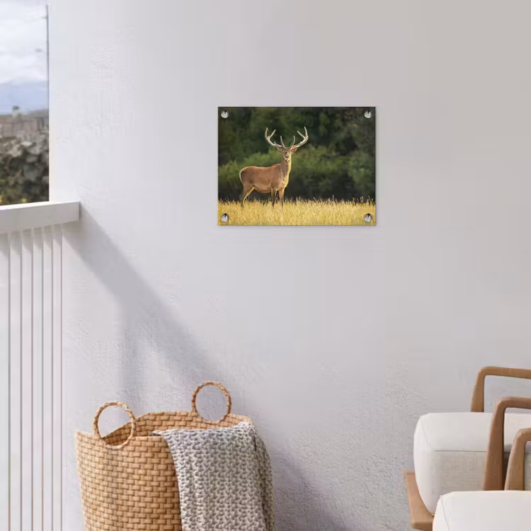 Tuinposter - Hert - Gewei - Gras - Natuur - Dieren - Groen — 3