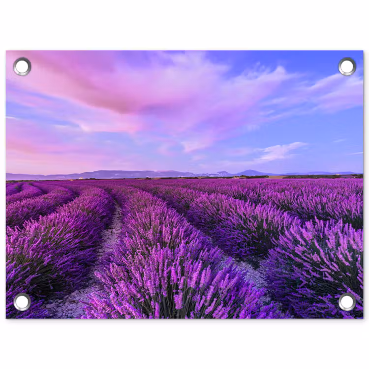 Tuinposter - Lavendel - Paars - Bloemen - Natuur — 1