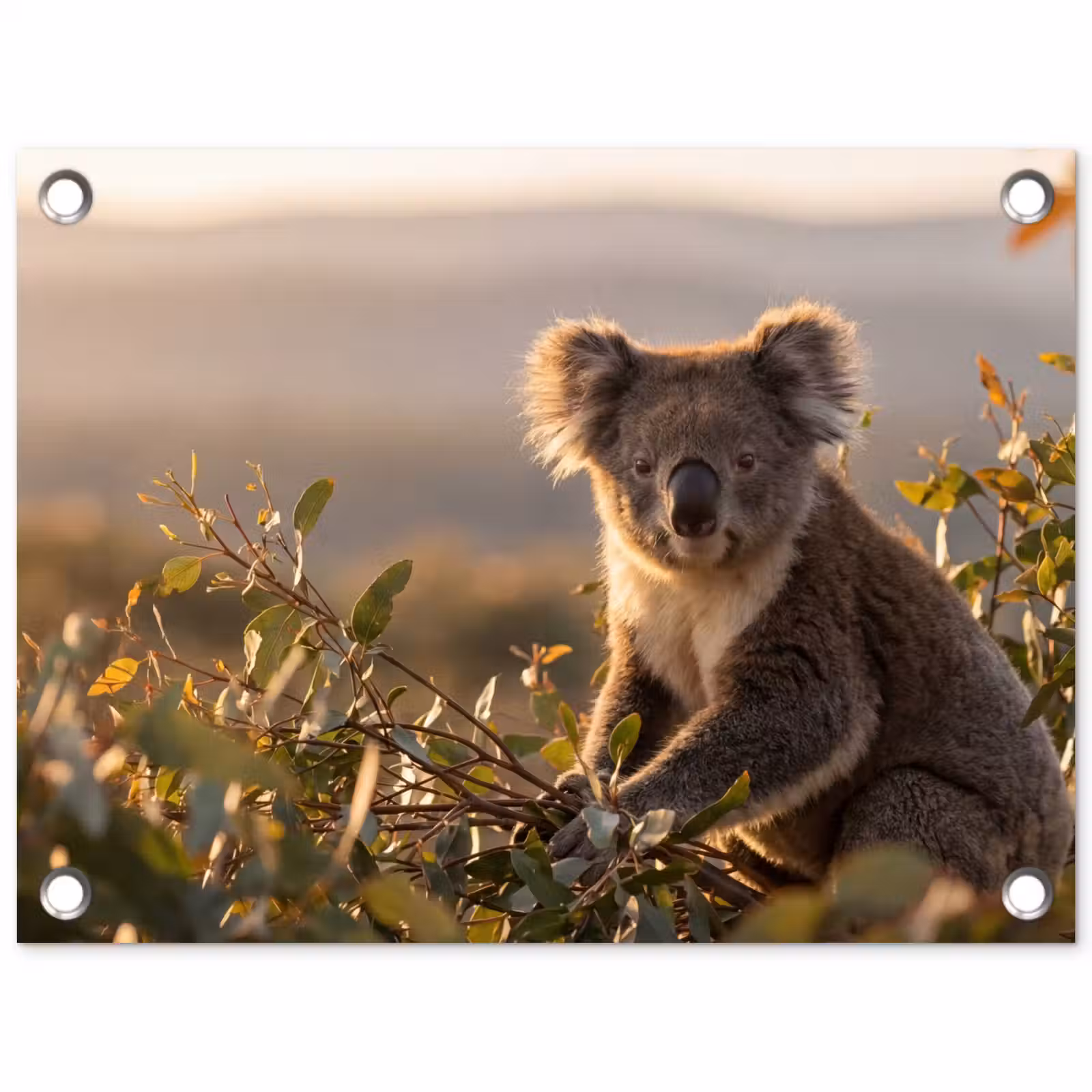 Tuinposter - Koala - Bladeren - Ochtendlicht — 1