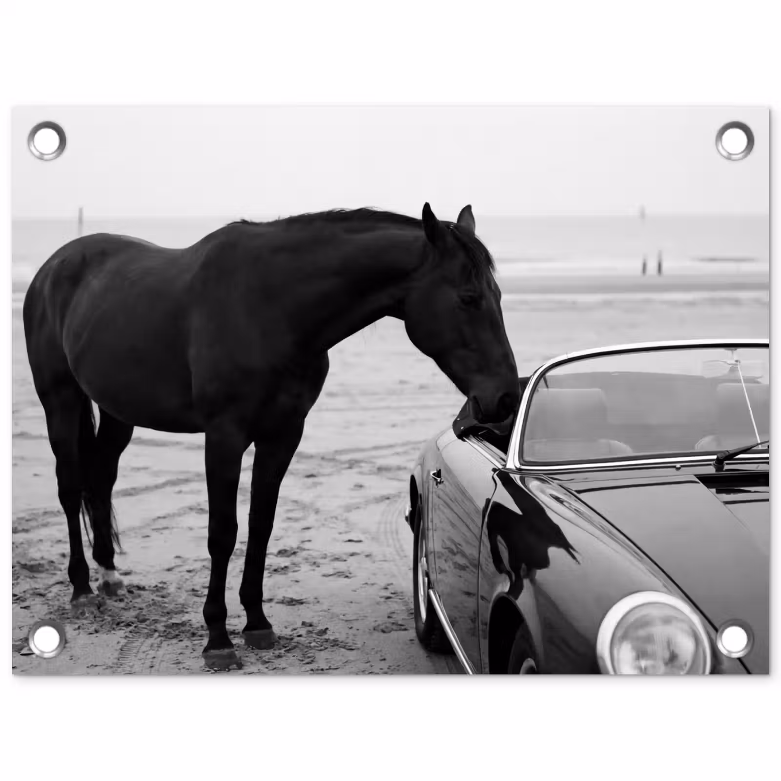 Tuinposter - Paard - Auto - Zwart - Wit — 1