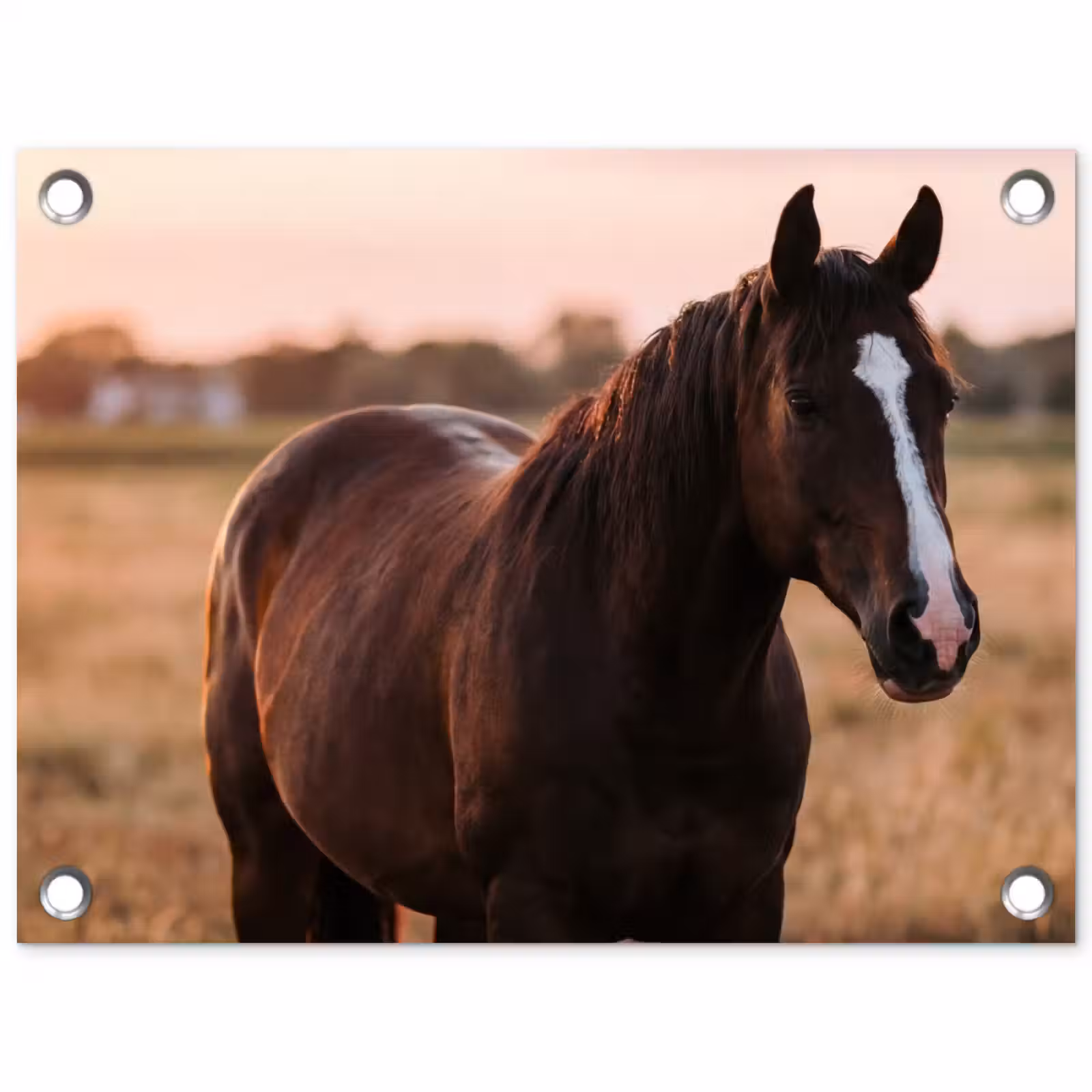 Tuinposter - Paard - Zonsondergang - Bruin — 1