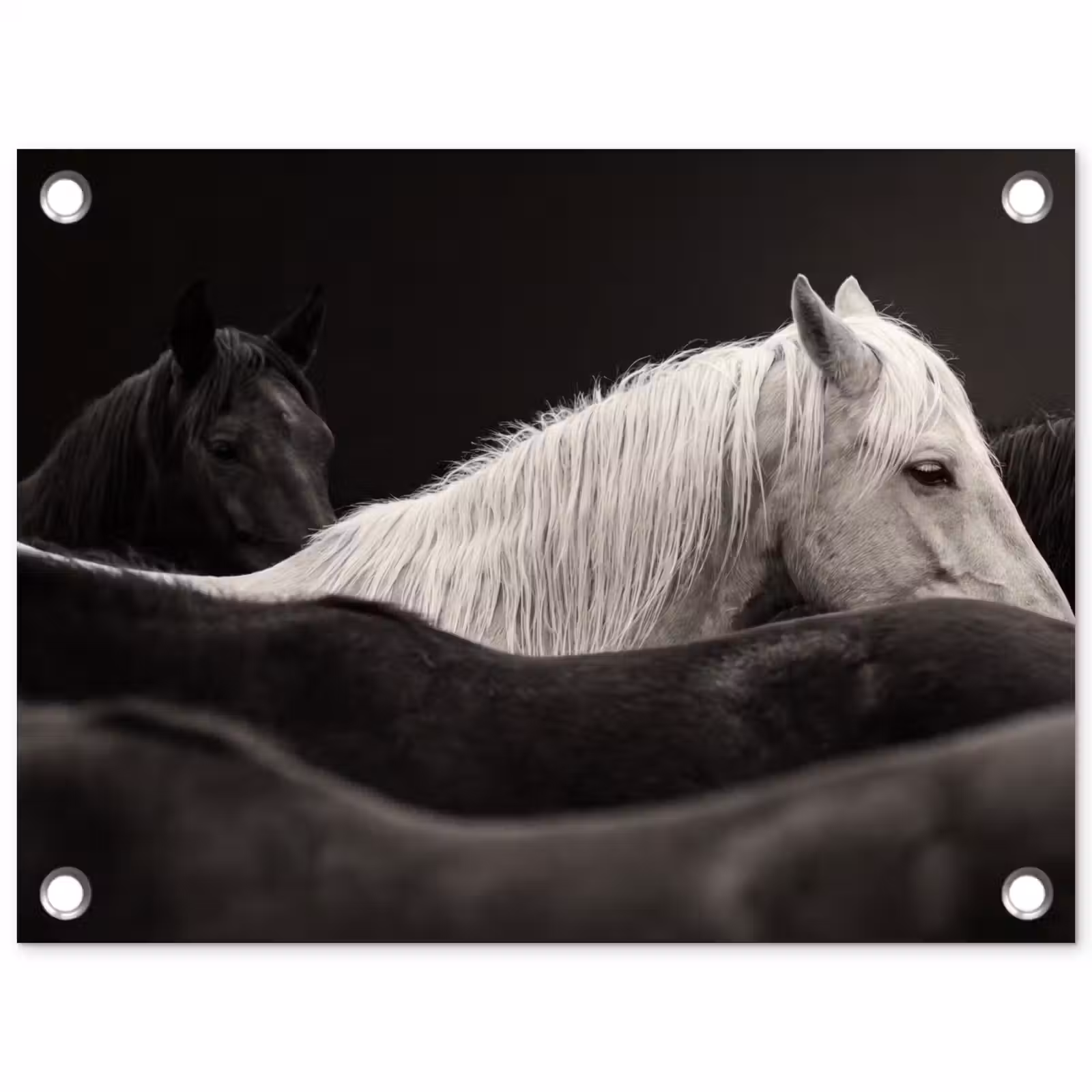 Tuinposter - Paarden - Zwart - Wit - Kudde — 1