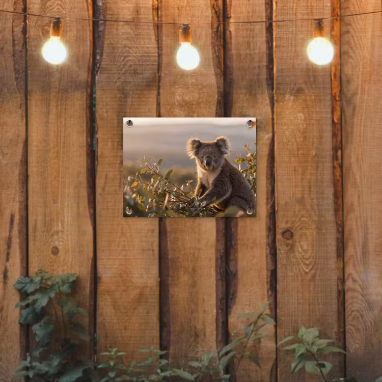 Tuinposter - Koala - Bladeren - Ochtendlicht — 2