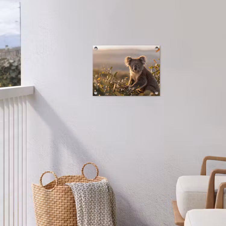 Tuinposter - Koala - Bladeren - Ochtendlicht — 3