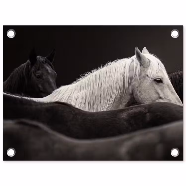 Tuinposter - Paarden - Zwart - Wit - Kudde — 1