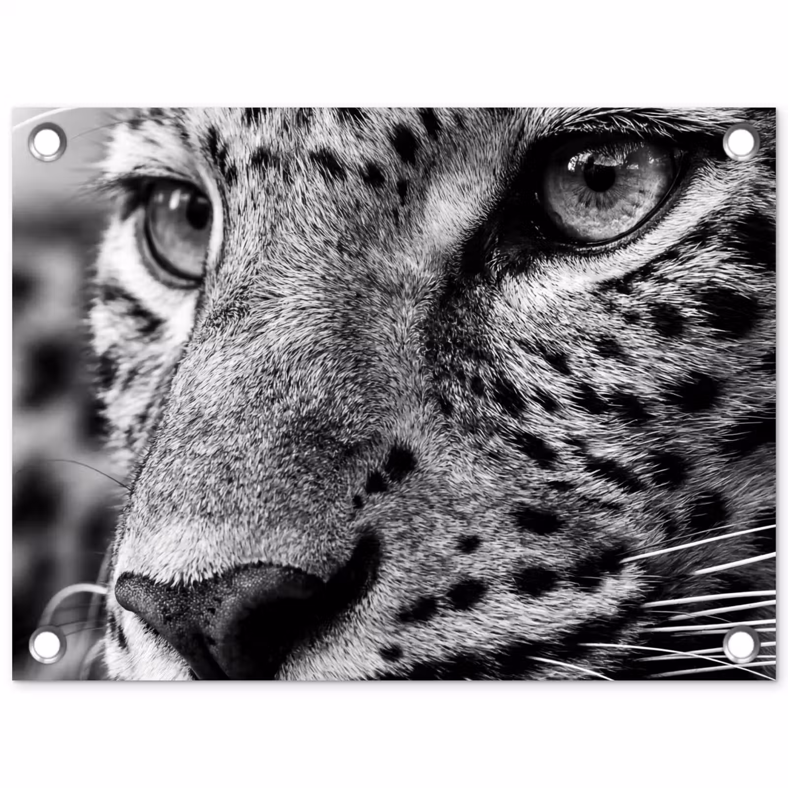 Tuinposter - Luipaard - Zwart - Wit - Oog — 1