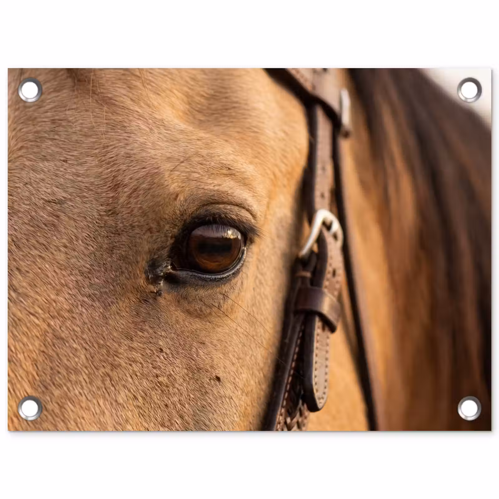 Tuinposter - Paard - Oog - Bruin — 1