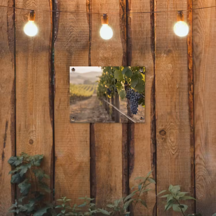 Tuinposter - Druiven - Wijngaard - Zonlicht — 2