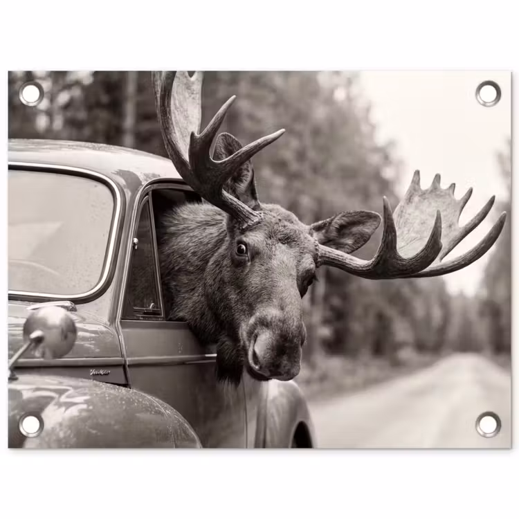 Tuinposter - Eland - Auto - Gewei - Zwart - Wit — 1