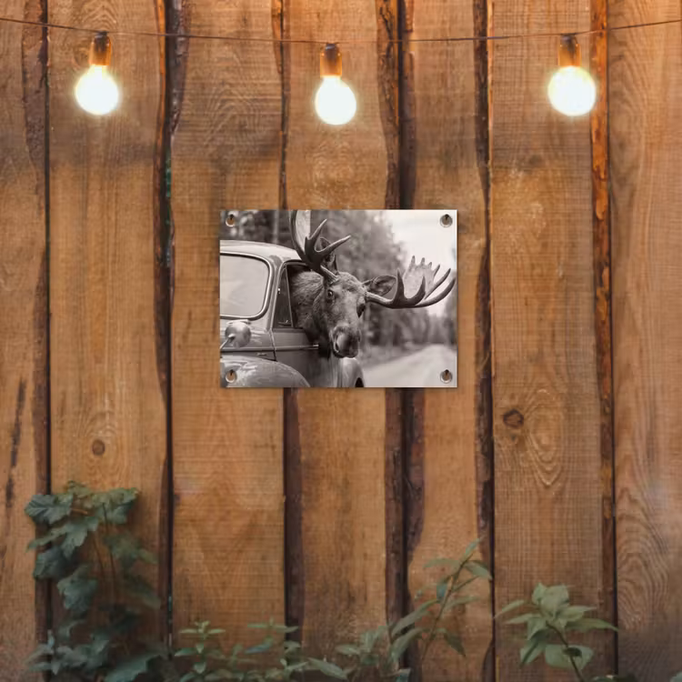 Tuinposter - Eland - Auto - Gewei - Zwart - Wit — 2