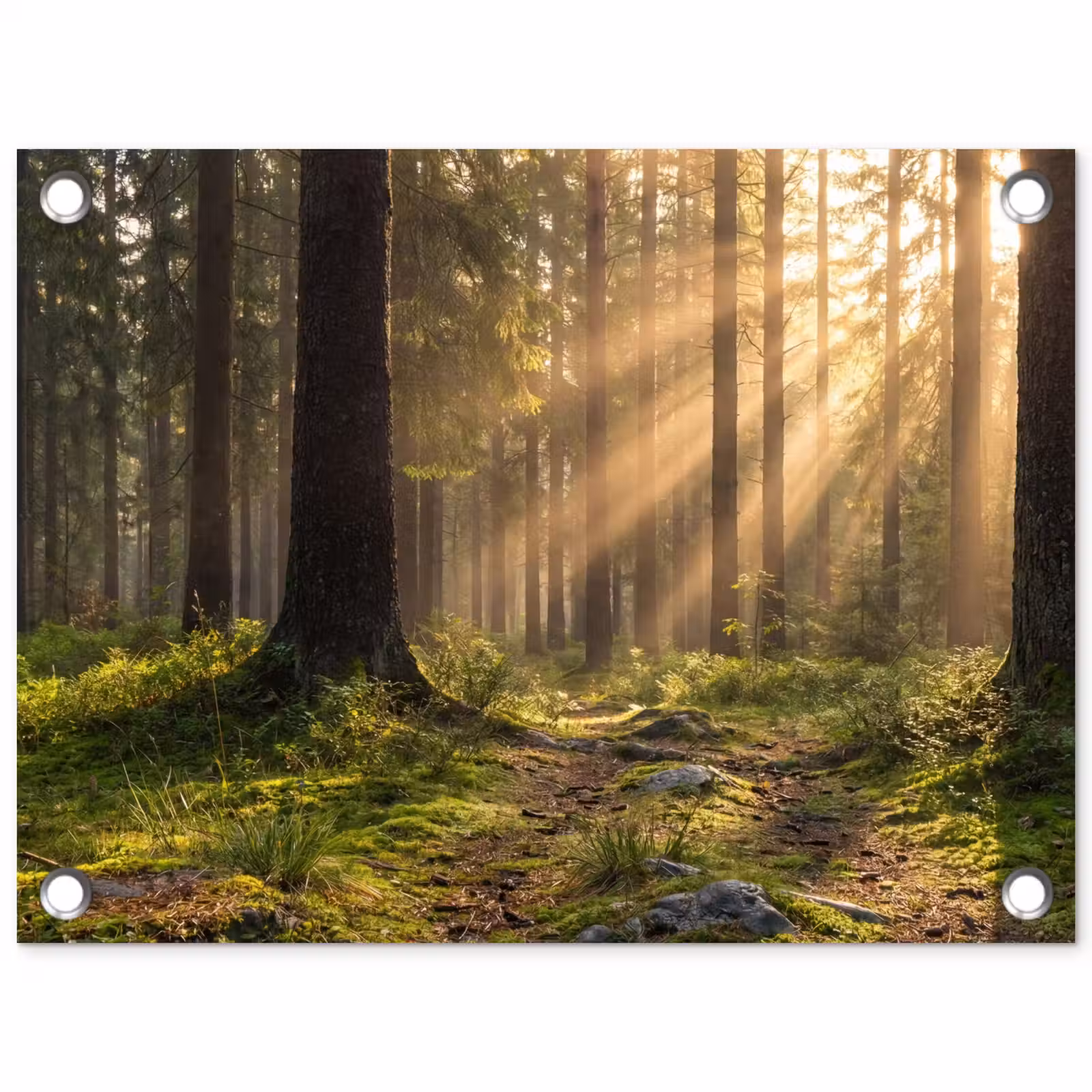 Tuinposter - Bos - Zonlicht - Gras — 1