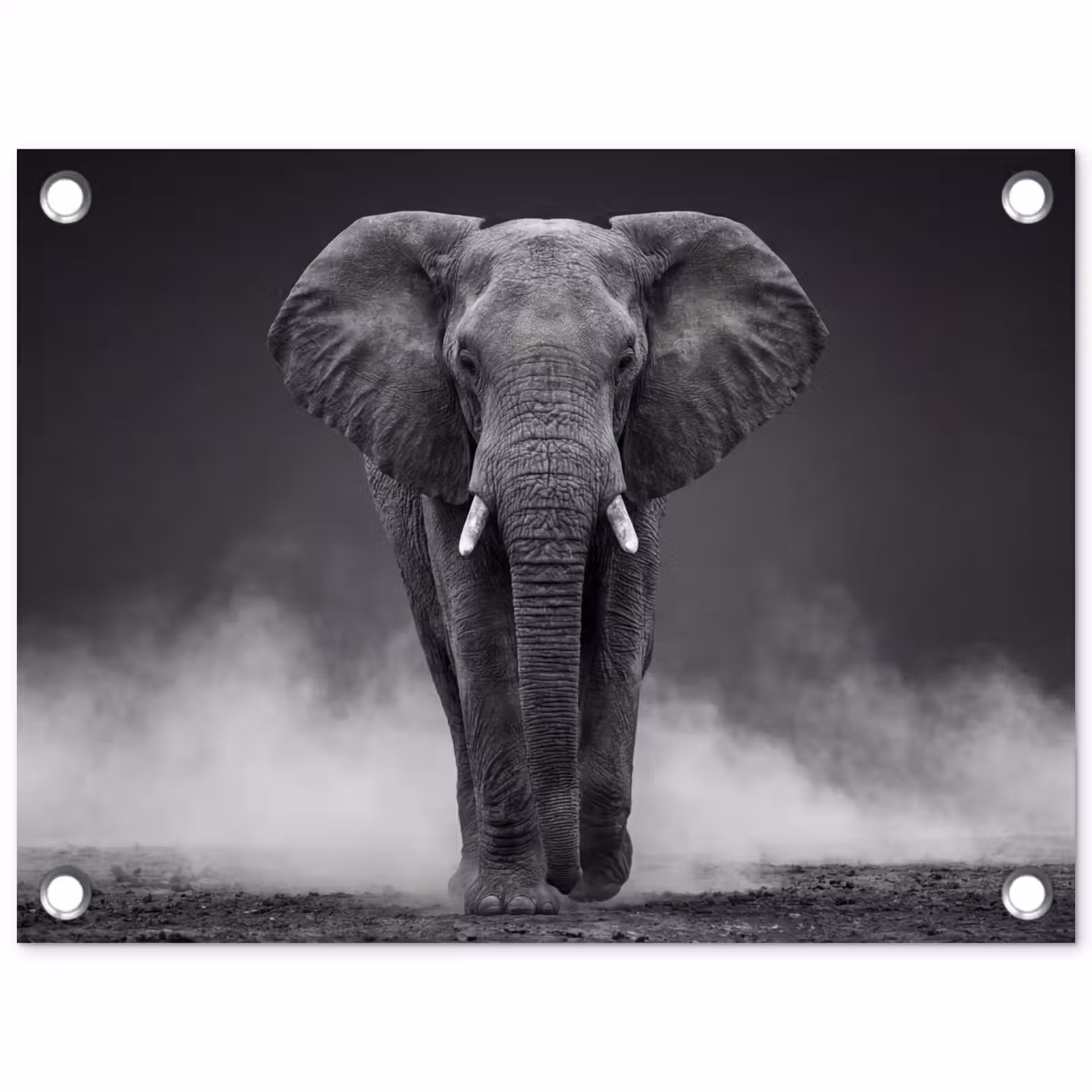 Tuinposter - Olifant - Zwart - Wit - Rook — 1