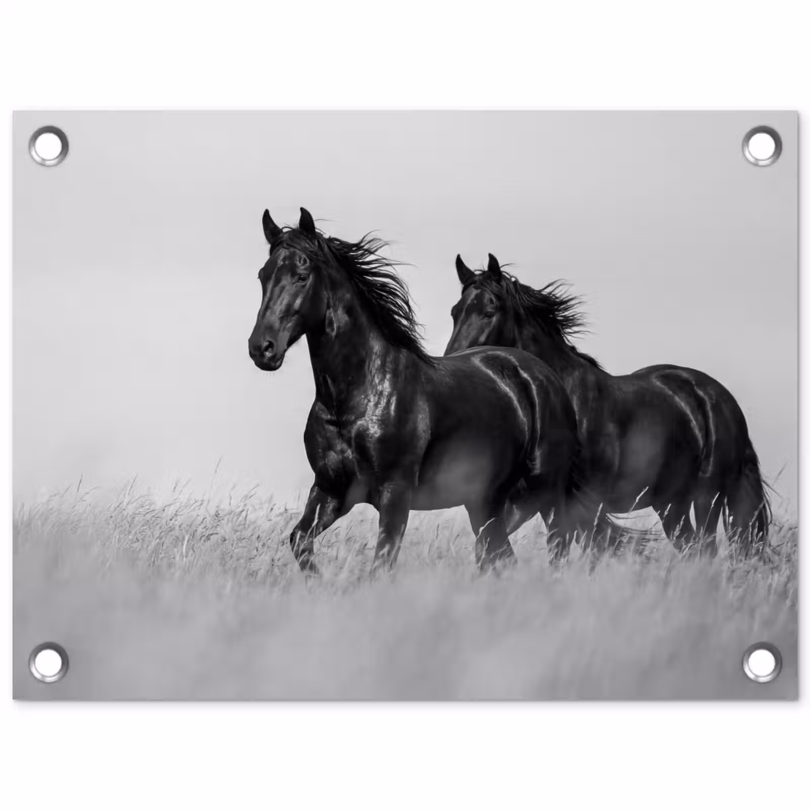 Tuinposter - Paarden - Gras - Zwart - Wit — 1