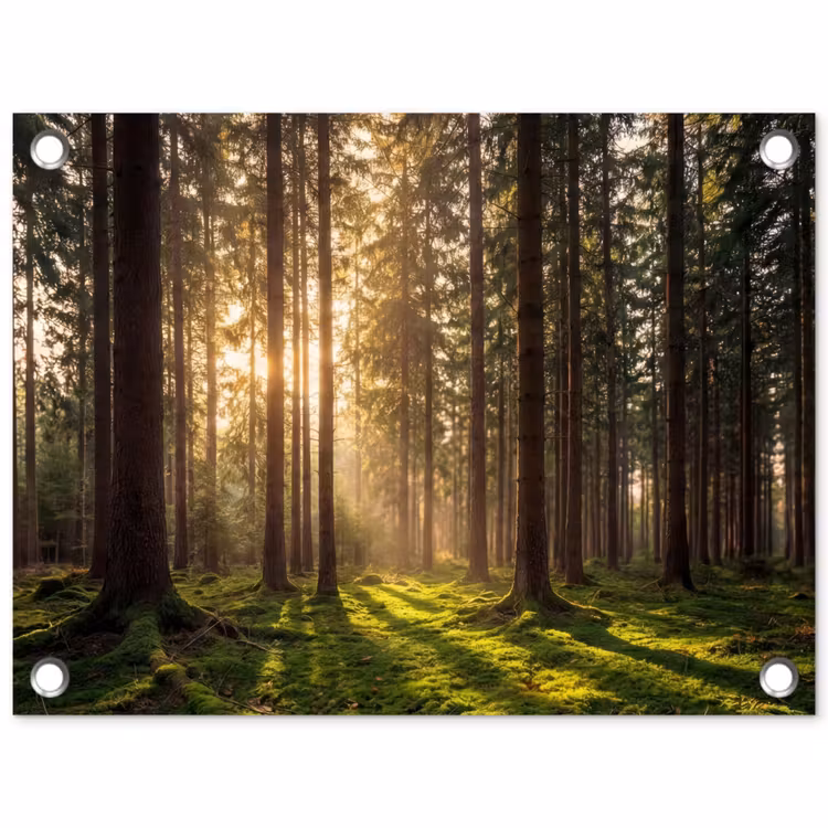 Tuinposter - Bos - Gras - Zonlicht — 1
