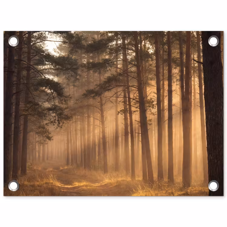 Tuinposter - Bos - Mist - Zonlicht — 1
