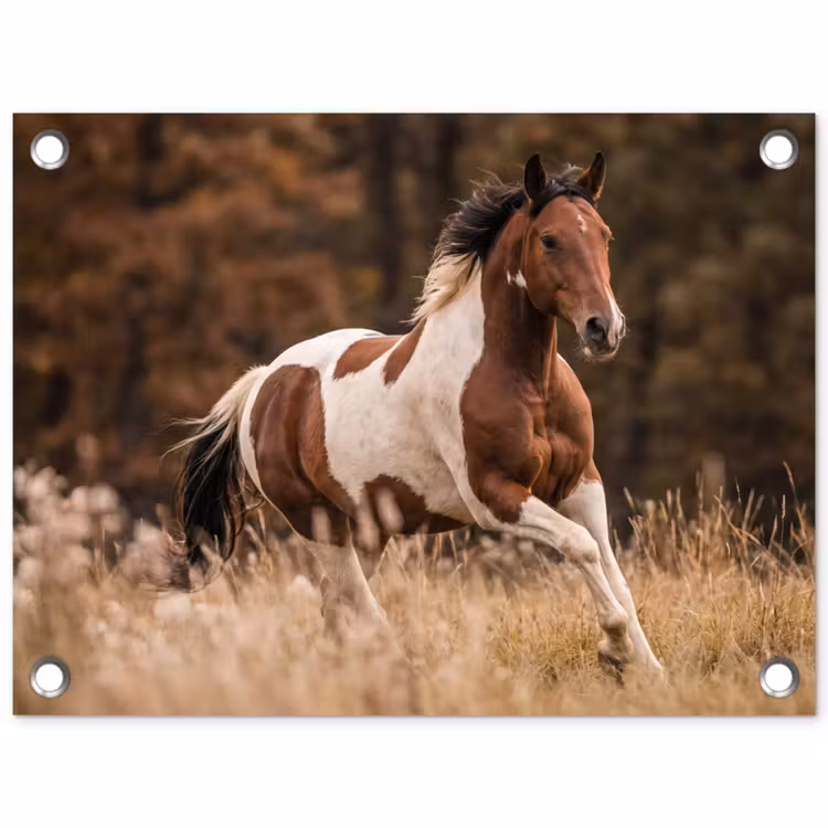 Tuinposter - Paard - Bruin - Gras — 1