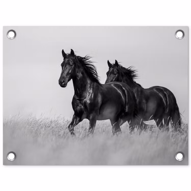 Tuinposter - Paarden - Gras - Zwart - Wit — 1