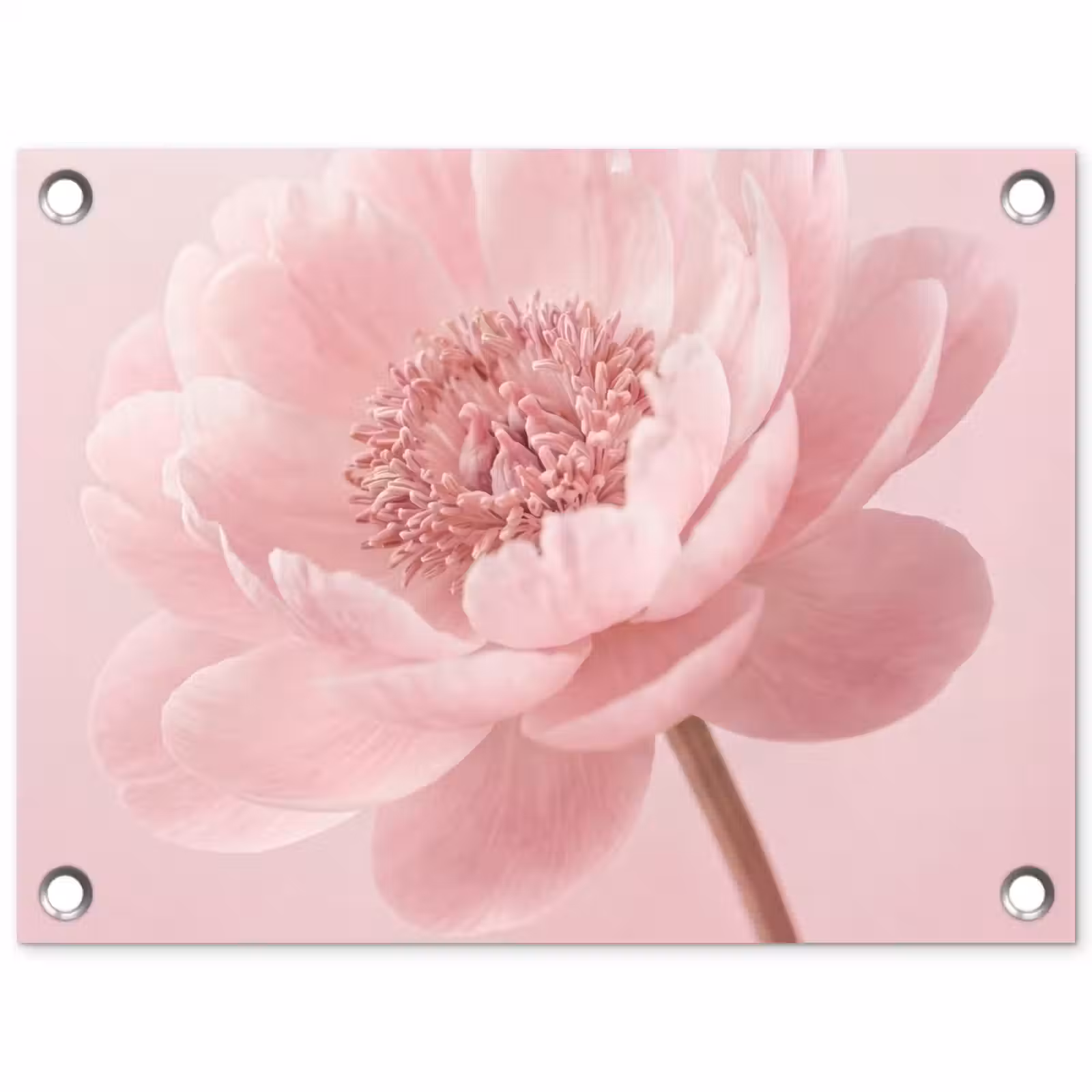 Tuinposter - Bloem - Pioenroos - Roze — 1