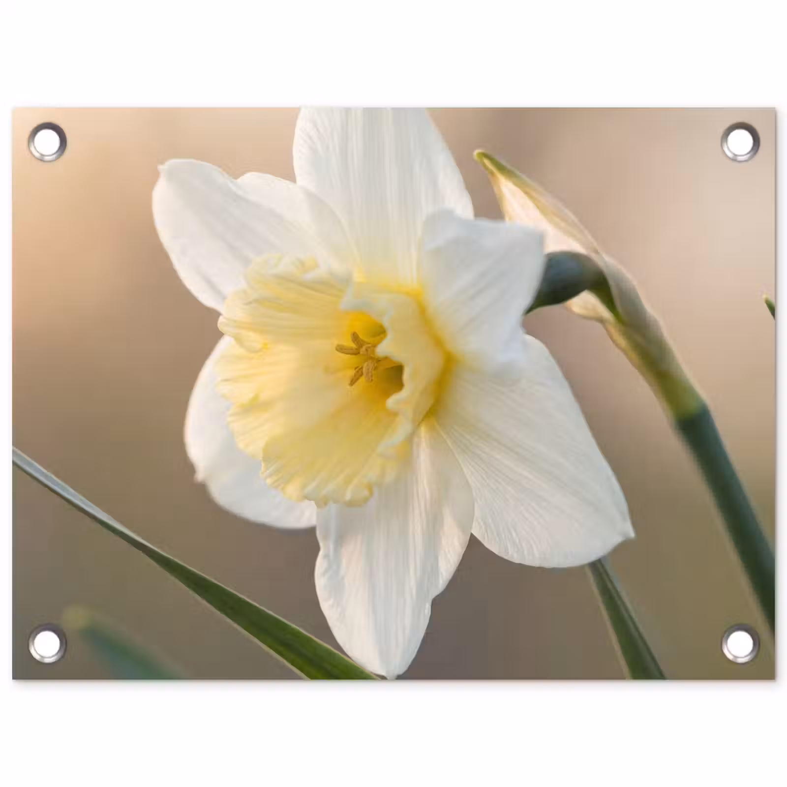 Tuinposter - Narcis - Bloem - Minimalistisch — 1